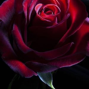 Meet your Posher, Ruth